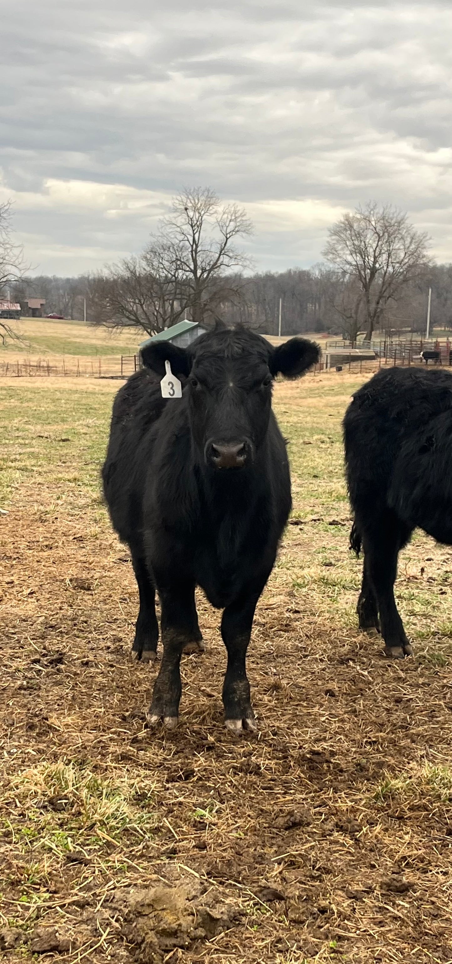 1/2 Beef Deposit W #3