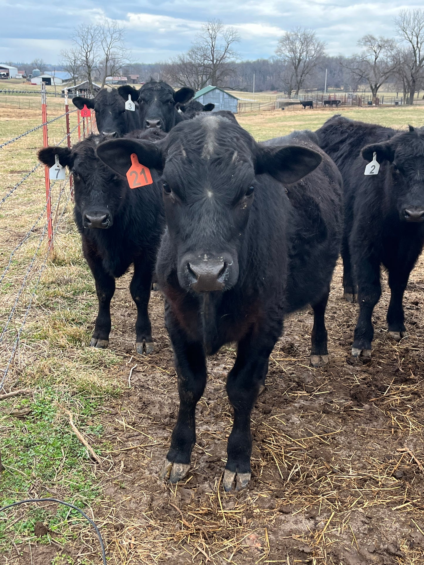 1/4 Beef Deposit O #21