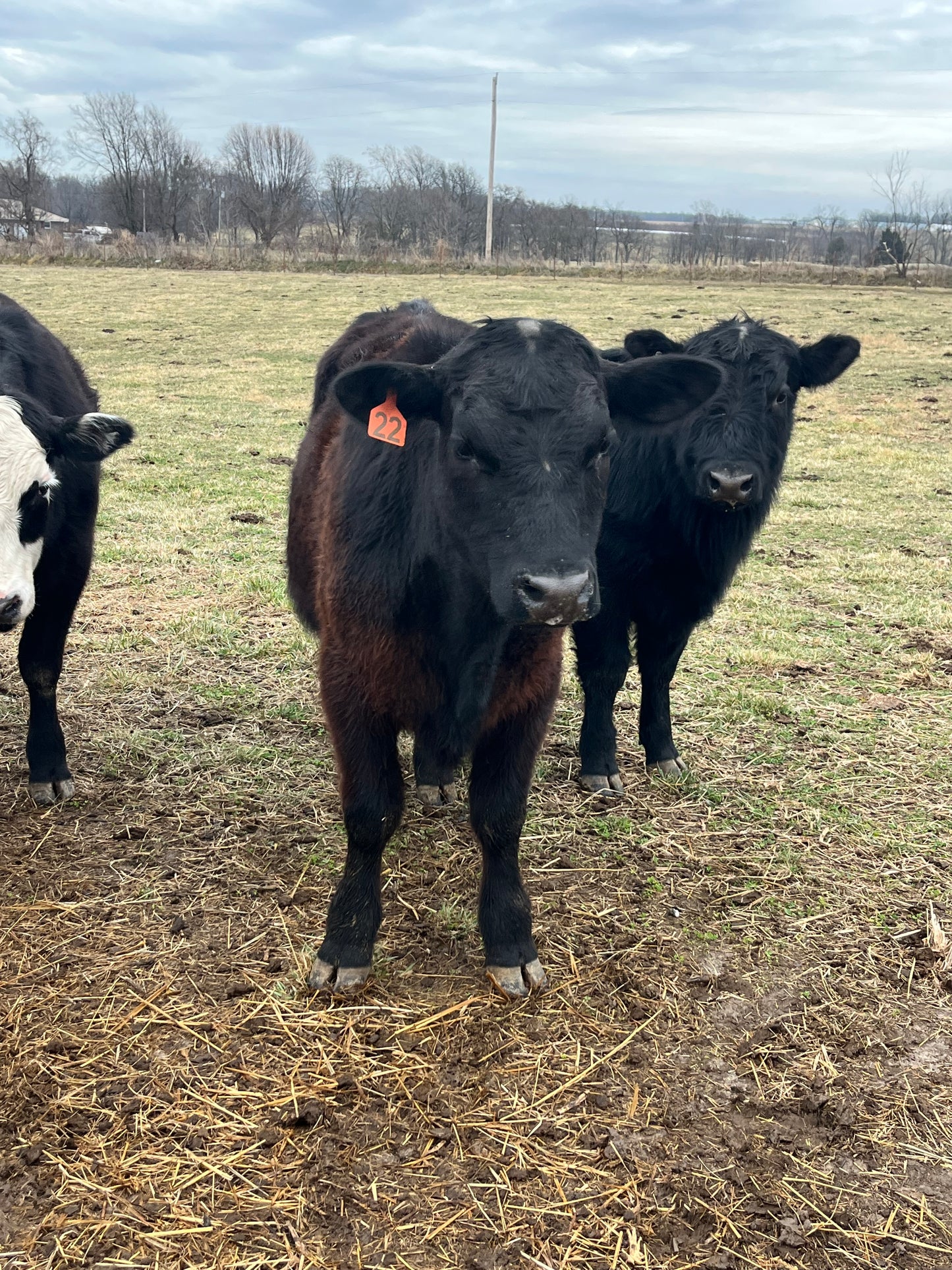 1/2 Beef Deposit O #22