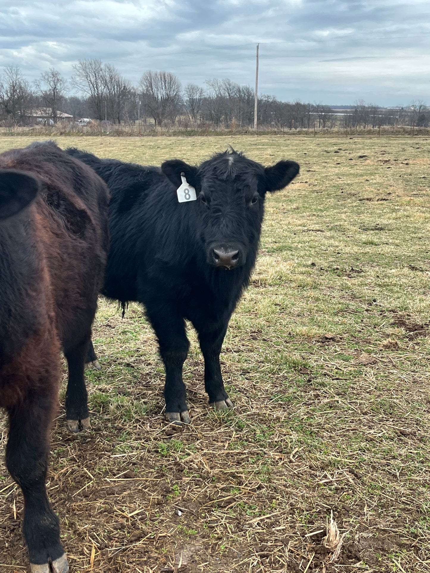 1/2 Beef Deposit W #8