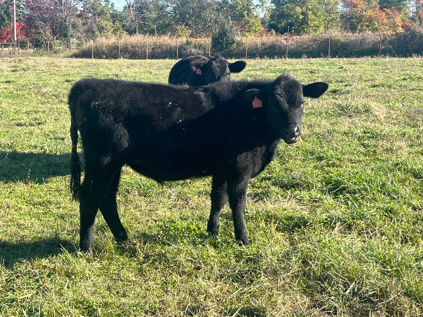 1/2 Beef Deposit O #21