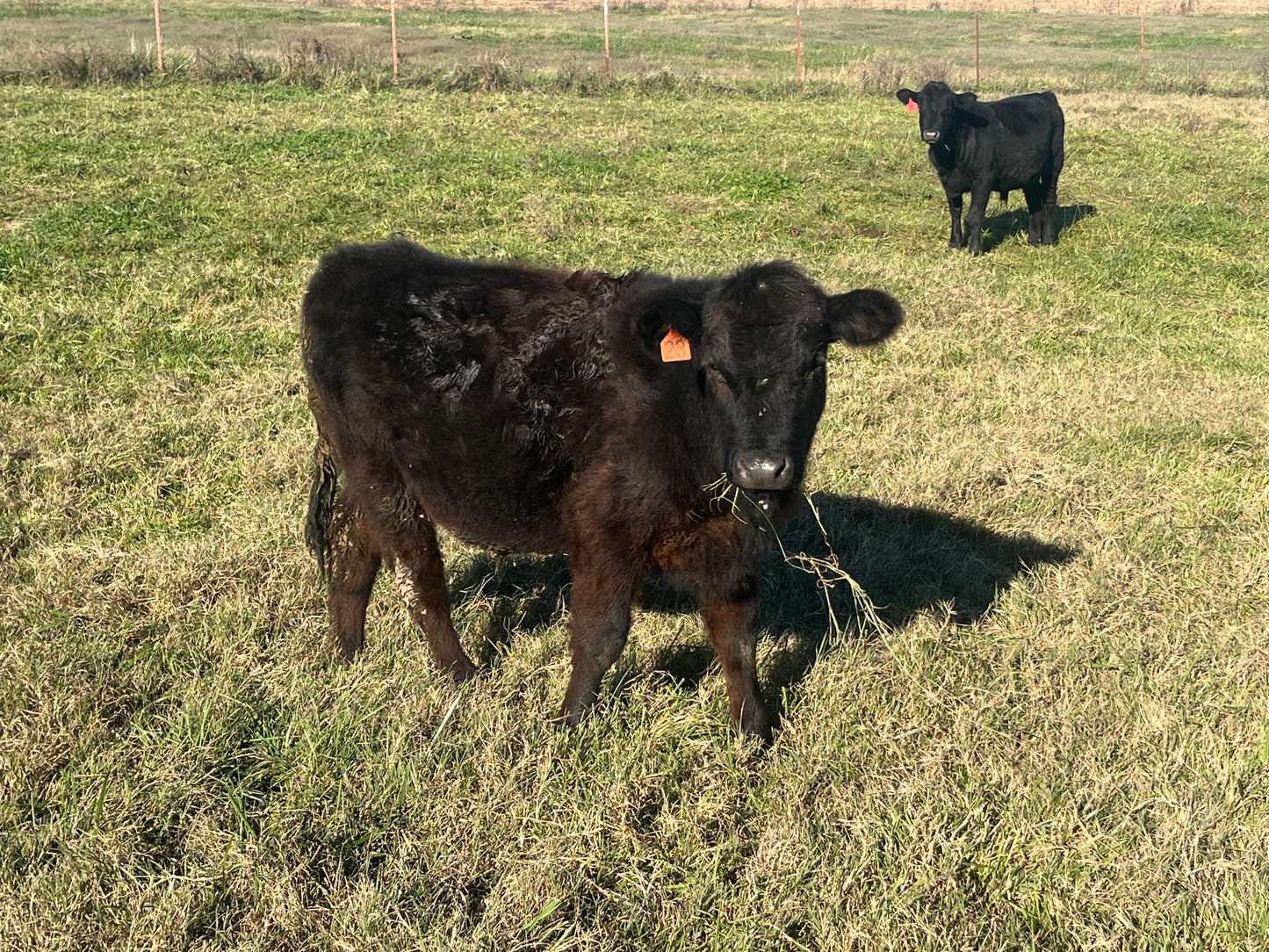 Whole Beef Deposit #23