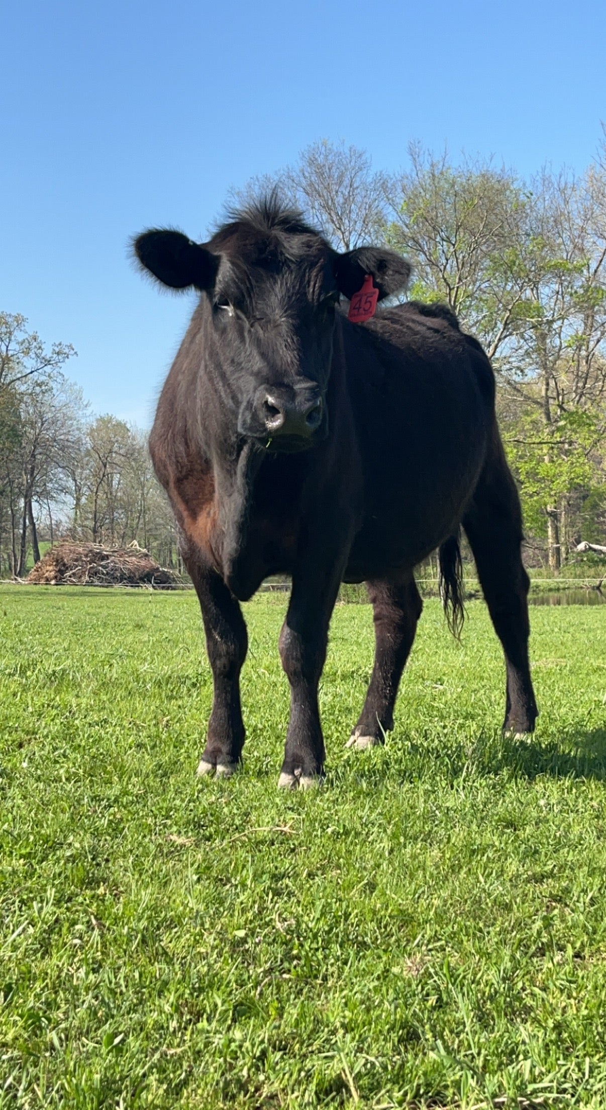 Beef #20